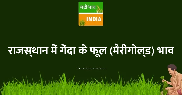 Marigold(Calcutta) भाव